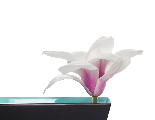 Rosa flor de magnolia blanca en tazón azul marrón, aislado —  Fotos de Stock