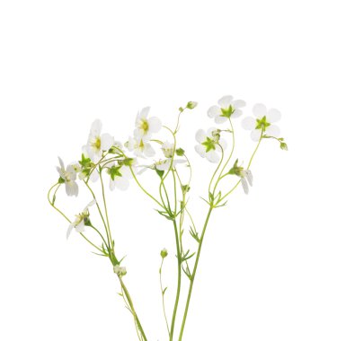 Beyaz yosunlu saxifrage frlowers demet izole,