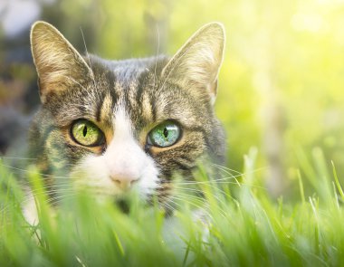 Gri kedi beyaz markings, pembe burunlu ve kalın otların içinde renkli gözler
