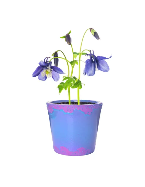 Raffinierte blaue Akelei-Blüten im Blumentopf, isoliert — Stockfoto