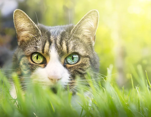 Grå katt med vita tecken, rosa näsa och färgade ögon i tjockt gräs — Stockfoto