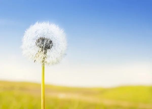 Fluffy white dandelion on background of sunny landscape — Stock Photo, Image