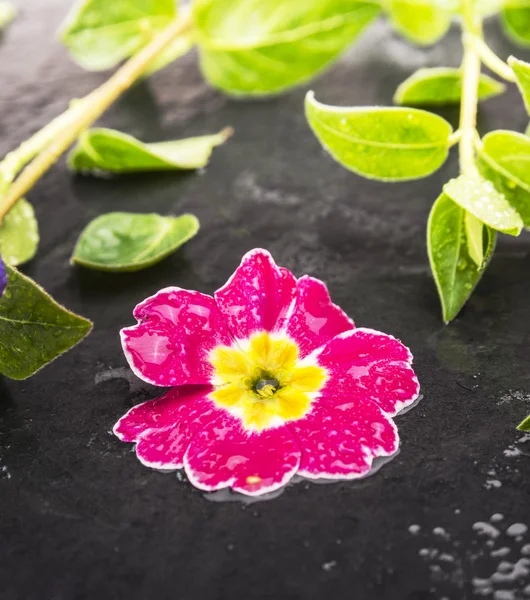 Primel ροζ λουλούδι και πράσινο βλαστούς με σταγόνες νερό στο μαύρο υγρό τραπέζι — Φωτογραφία Αρχείου