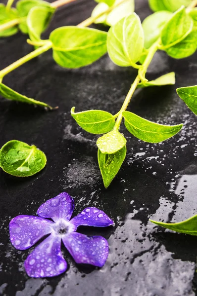 Μοβ λουλούδι και πράσινο βλαστούς με σταγόνες νερό στο μαύρο υγρό τραπέζι, σπα — Φωτογραφία Αρχείου