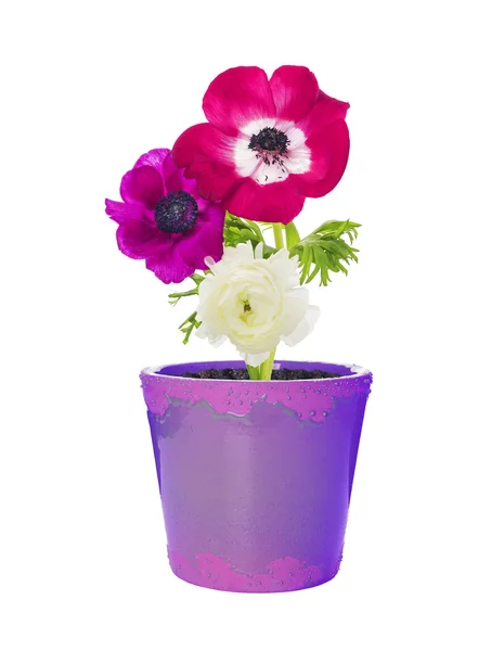 Tre fiori di anemone luminosi in vaso di fiori lilla, isolati — Foto Stock