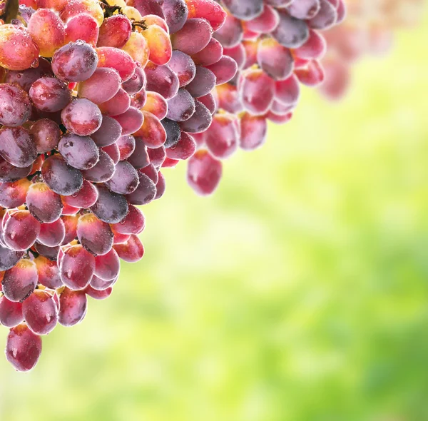 Uvas vermelhas amarelas em folhagem ensolarada — Fotografia de Stock