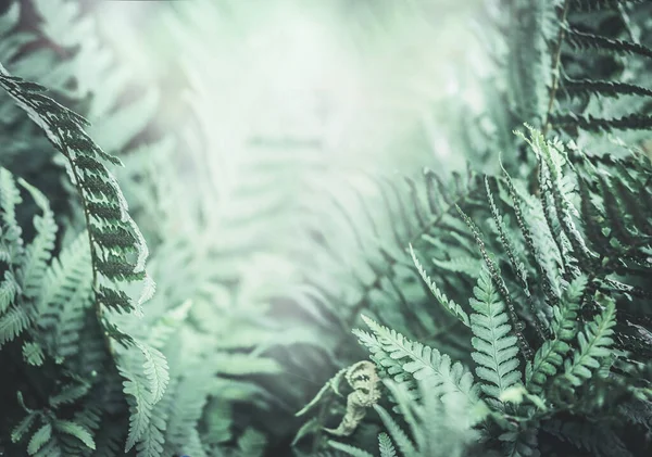 Tropisk Ormbunke Bakgrund Djungel Natur — Stockfoto