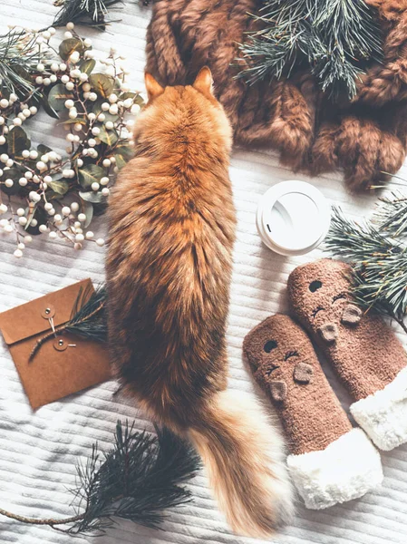 Рыжая Кошка Осматривает Зимние Вещи Еловые Ветви Смешные Носки Котенка — стоковое фото