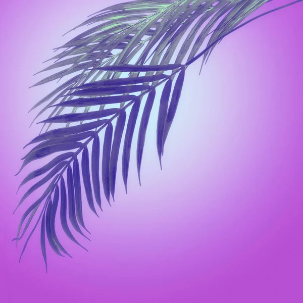 Висячие Пальмовые Листья Фиолетовом Неоновом Фоне Радиального Градиента Креативная Планировка — стоковое фото