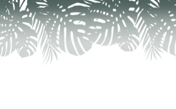 Różne Liście Tropikalne Cień Granicy Izolowane Białym Tle — Zdjęcie stockowe