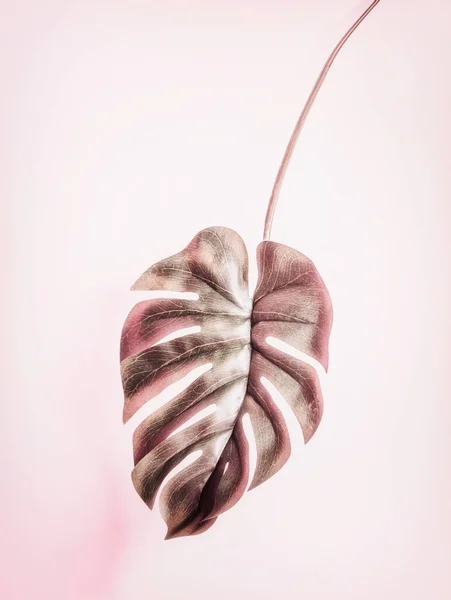 Appeso Foglia Tropicale Monstera Sfondo Rosa Pastello — Foto Stock