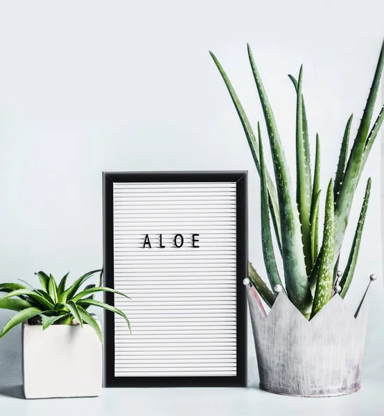 Aloe Vera Tanaman Dalam Pot Pada Desktop Dengan Papan Surat — Stok Foto
