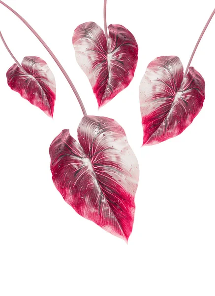 Tropical Red Leaf Isolated White Background Hanging Exotic Leaf — Stock Photo, Image