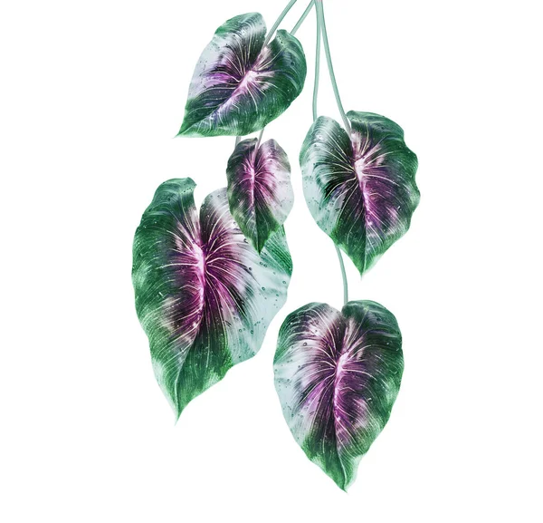Tropical Green Leaves Purple Middle Isolated White Background Hanging Exotic — Stock Photo, Image