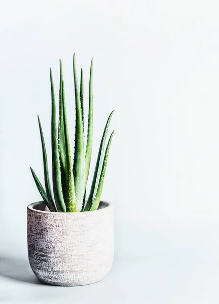 Aloe Vera Ditanam Pot Bunga Dengan Latar Belakang Abu Abu — Stok Foto