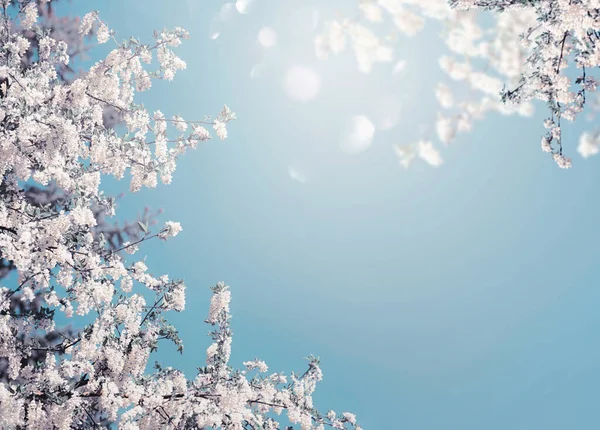 陽射しとボケが美しい青空に白い木の花が咲く美しい春の大自然 — ストック写真