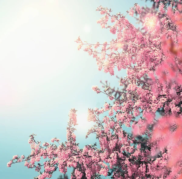 Bello Sfondo Fioritura Natura Con Rosa Fioritura Albero Cielo Blu — Foto Stock