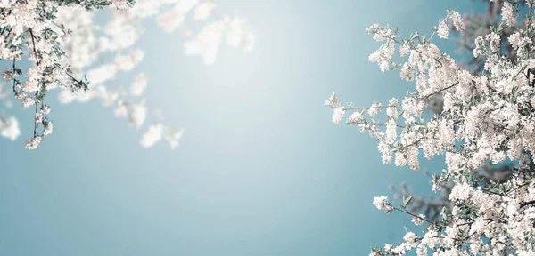 Όμορφη Άνοιξη Ανθίζουν Φόντο Της Φύσης Λευκό Άνθηση Του Δέντρου — Φωτογραφία Αρχείου