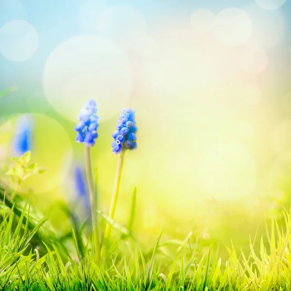草の中に野生のヒヤシンスの花が咲く春の自然を背景に ボケが描かれています 晴れた春の日 — ストック写真