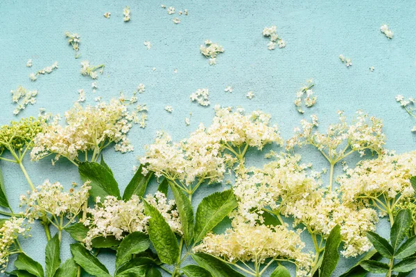 Close Elderflowers Branches Light Blue Background Top View — Stock Photo, Image