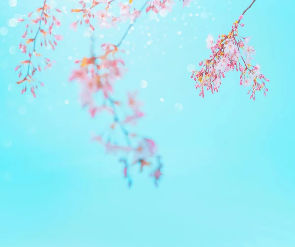 Pink Spring Blossom Turquoise Blue Sky Background Floral Border Springtime — Photo