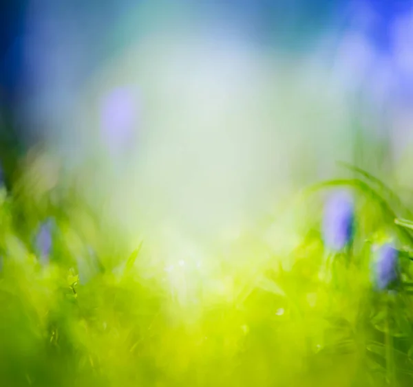 Homályos Tavaszi Vagy Nyári Természet Háttér Kék Virágok — Stock Fotó
