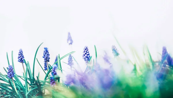 Pretty Wild Grape Hyacinths Sunshine Springtime Background Spring Outdoor Nature — Fotografia de Stock