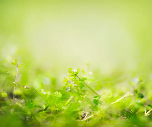 Été Vert Printemps Arrière Plan Nature Avec Des Plantes Sauvages — Photo