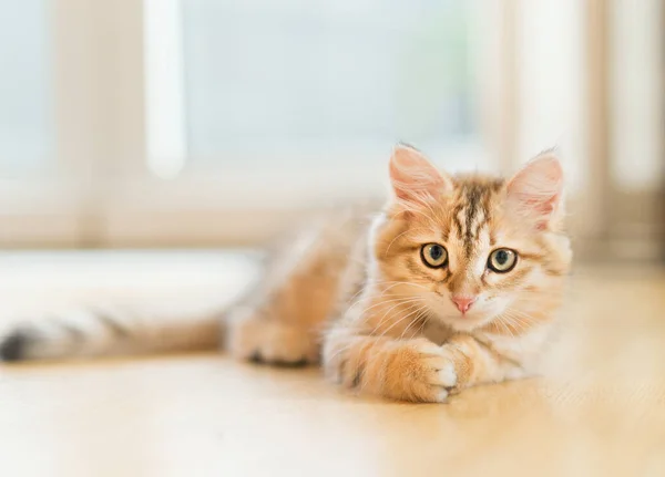 Young Fluffy Sweet Red Kitten Lying Floor Window Background Purebred — Stockfoto