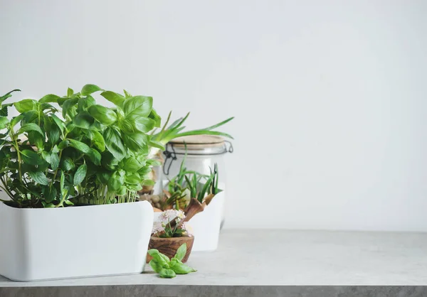 Tumbuhan Herbal Dapur Dalam Pot Putih Atas Meja Dan Fana — Stok Foto