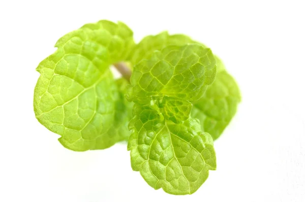 Mint — Stock Photo, Image