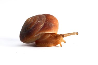 Salyangoz