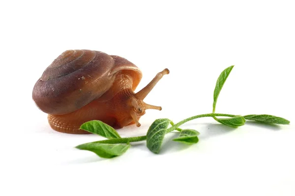 Snail — Stock Photo, Image