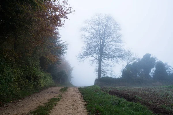 Atmospheric Landscape Track Woodland Spooky Misty Autumn Day Cotswolds — Stock Photo, Image