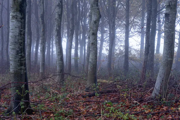 Bosque Atmosférico Árboles Bosque Espeluznante Nebuloso Día Otoño —  Fotos de Stock