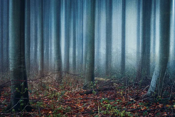 Атмосферный Лес Деревьев Лесу Жуткий Туманный Осенний День Размытым Текстурированным — стоковое фото