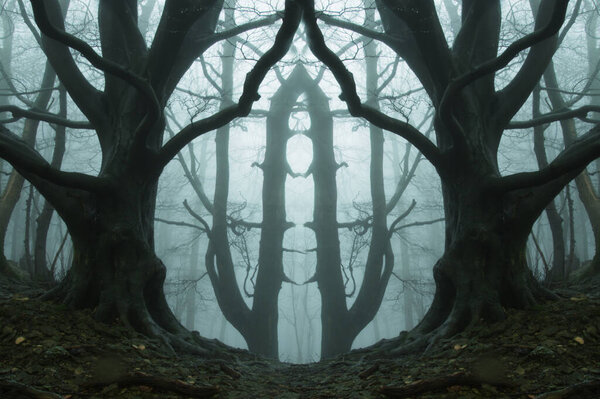 A symmetrical edit of a spooky forest. With trees silhouetted on a moody foggy winters day
