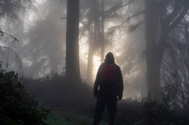 Güneşin altında gölgeli bir yürüyüşçü, kasvetli bir kış gününde ürkütücü bir ormanda duruyor.