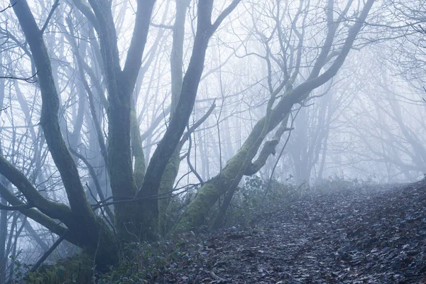 在多雾的冬天 一条穿过恐怖的森林的小路 — 图库照片