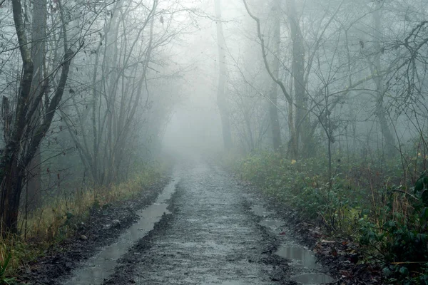 Track Going Mysterious Forest Spooky Foggy Winters Day Countryside — Stock Photo, Image