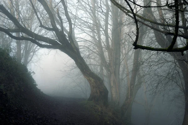 Misterioso Bosque Místico Con Árbol Arqueándose Sobre Sendero Espeluznante Día — Foto de Stock