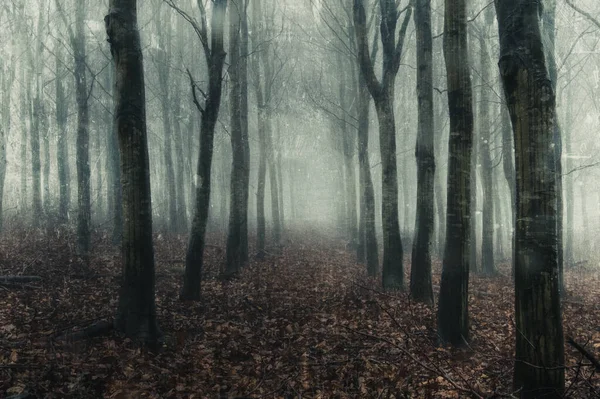 Viale Alberi Una Foresta Giorno Inverno Spaventoso Con Foresta Che — Foto Stock