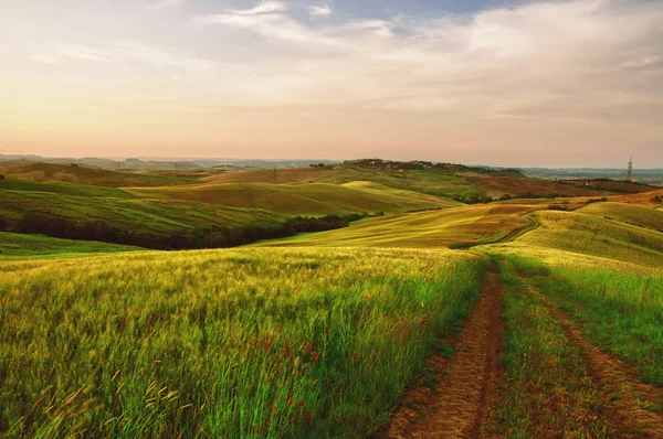 Líneas tractoras en un campo verde Imagen De Stock