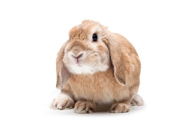 Rabbit on a white background, looking ahead, the breed of dwarf clipart