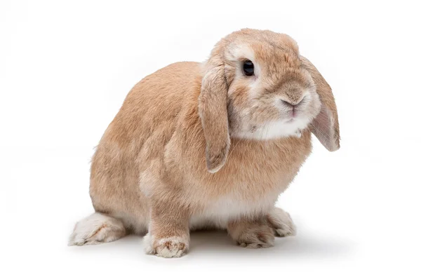 Rabbit on a white background, looking ahead, the breed of dwarf — Stock Photo, Image