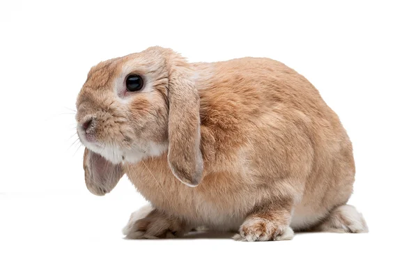 Rabbit on a white background, looking ahead, the breed of dwarf — Stock Photo, Image