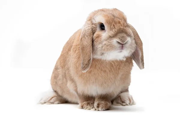 Kanin på en vit bakgrund, blickar framåt, rasen av dvärg — Stockfoto