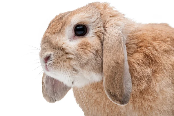 กระต่ายบนพื้นหลังสีขาว มองไปข้างหน้า สายพันธุ์ของคนแคระ — ภาพถ่ายสต็อก