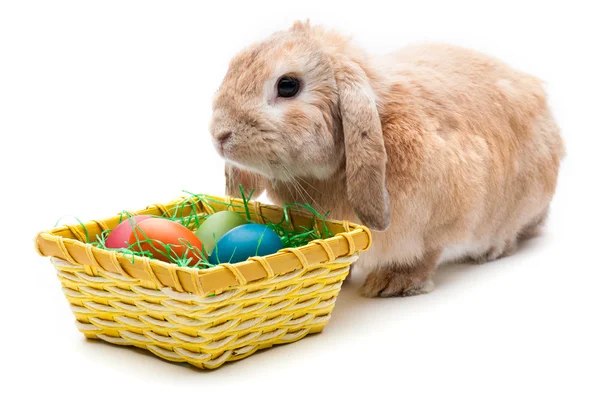 Kaninchen auf weißem Hintergrund, Blick nach vorn, die Rasse der Zwerge — Stockfoto