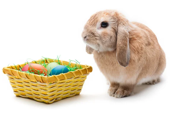 Rabbit on a white background, looking ahead, the breed of dwarf — Stock Photo, Image